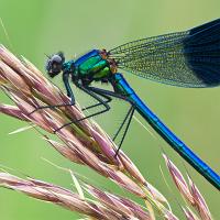 Banded Demoiselle male 7 